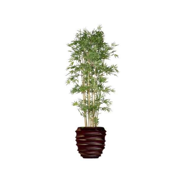 Bamboe